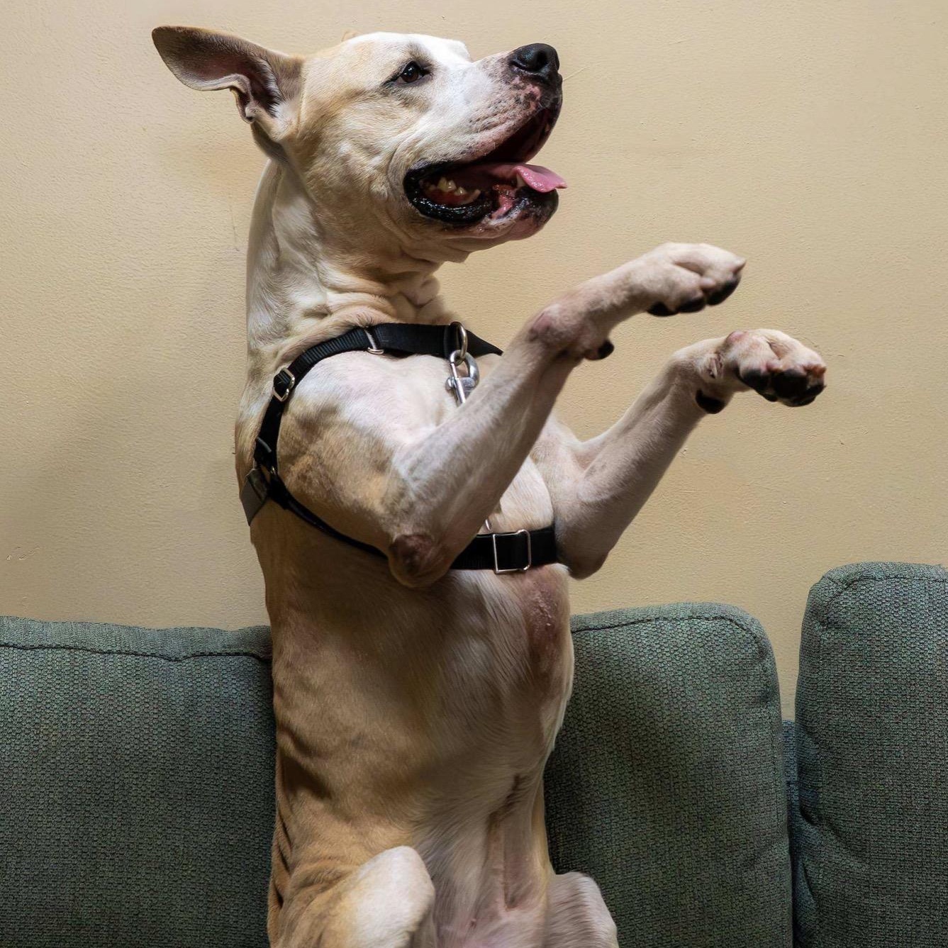 Enlarge Mutt Damon, a Adoptable mixed breed in Washington, PA image 2/5