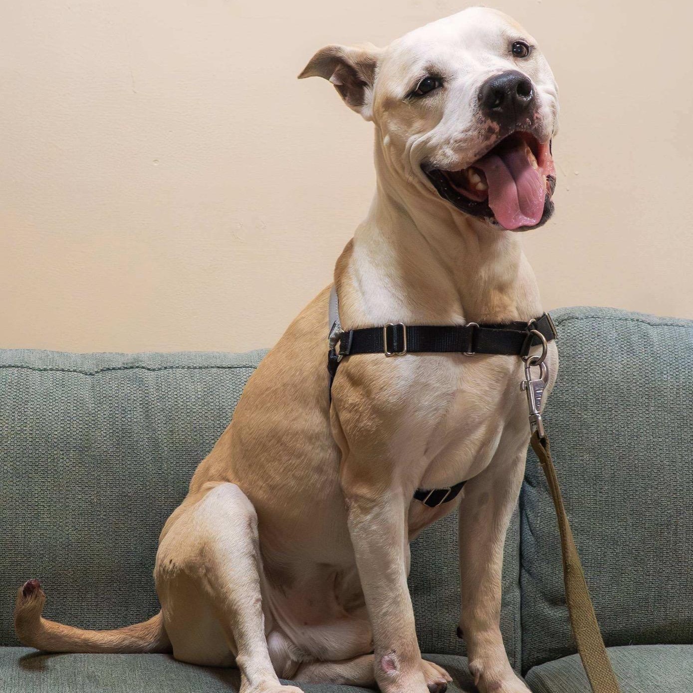 Enlarge Mutt Damon, a Adoptable mixed breed in Washington, PA image 1/5