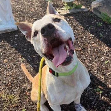 Enlarge Mutt Damon, a Adoptable mixed breed in Washington, PA image 3/5