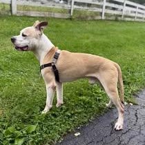 Enlarge Mutt Damon, a Adoptable mixed breed in Washington, PA image 5/5
