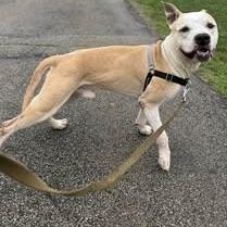 Enlarge Mutt Damon, a Adoptable mixed breed in Washington, PA image 4/5