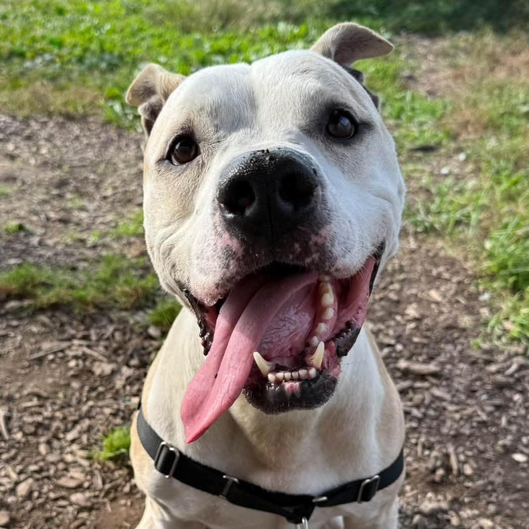 Enlarge Mutt Damon, a Adoptable mixed breed in Washington, PA image 2/6