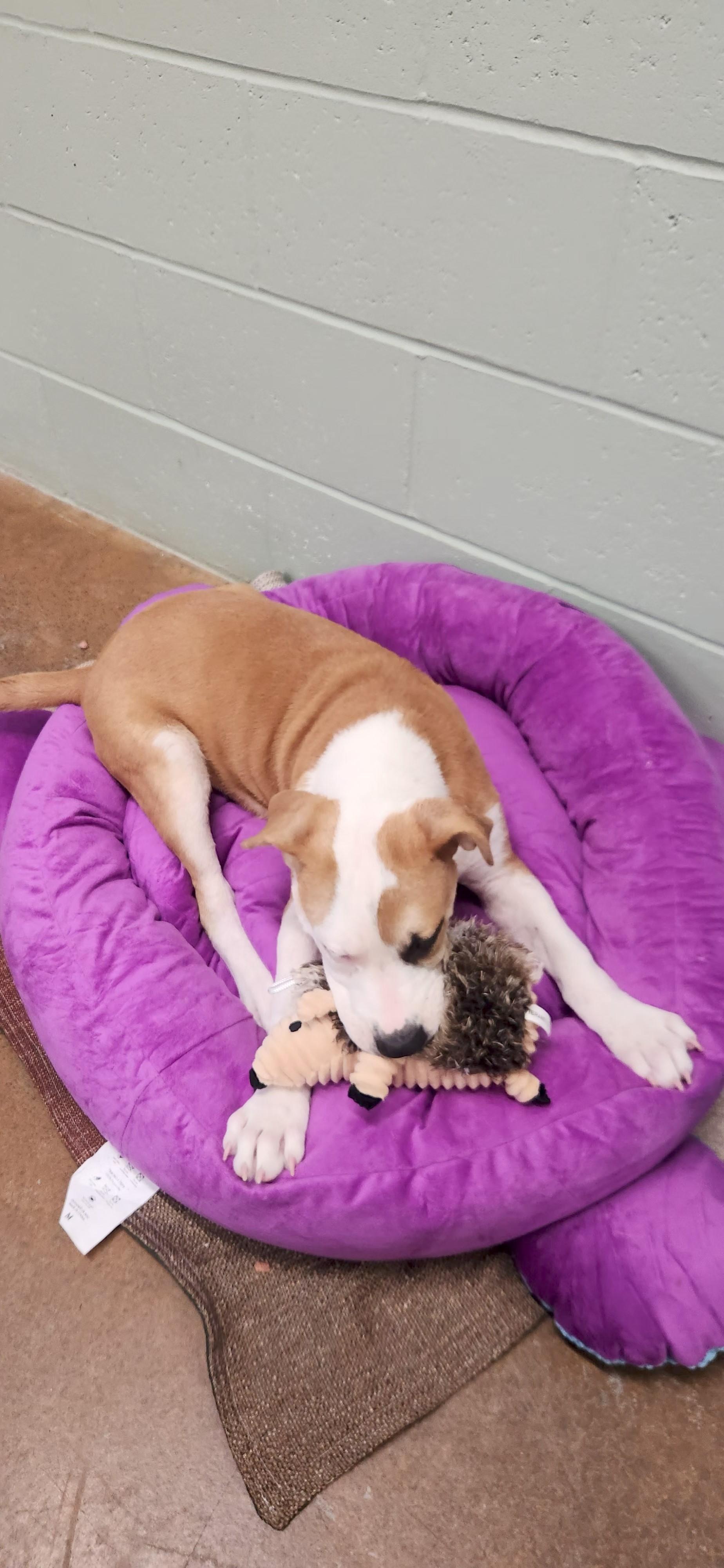 Blaze, a ADOPTABLE American Staffordshire Terrier in Boonville, MO image 2/2