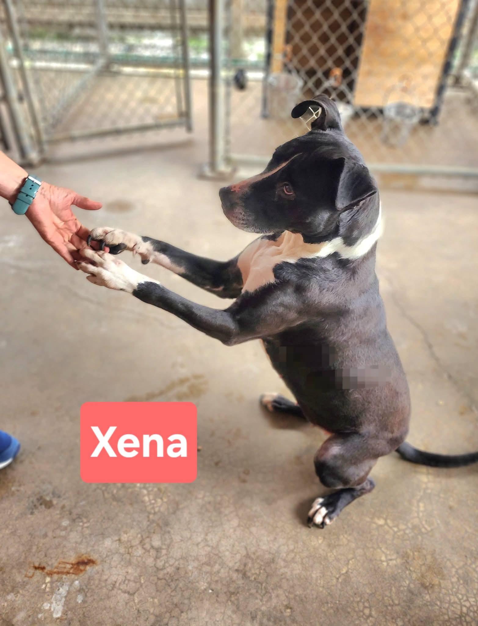 Xena, an adopted mixed breed in Clinton, MO image 2/3