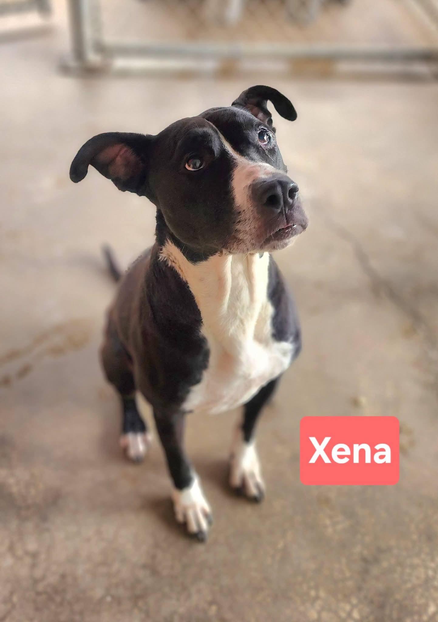 Xena, an adopted mixed breed in Clinton, MO image 3/3