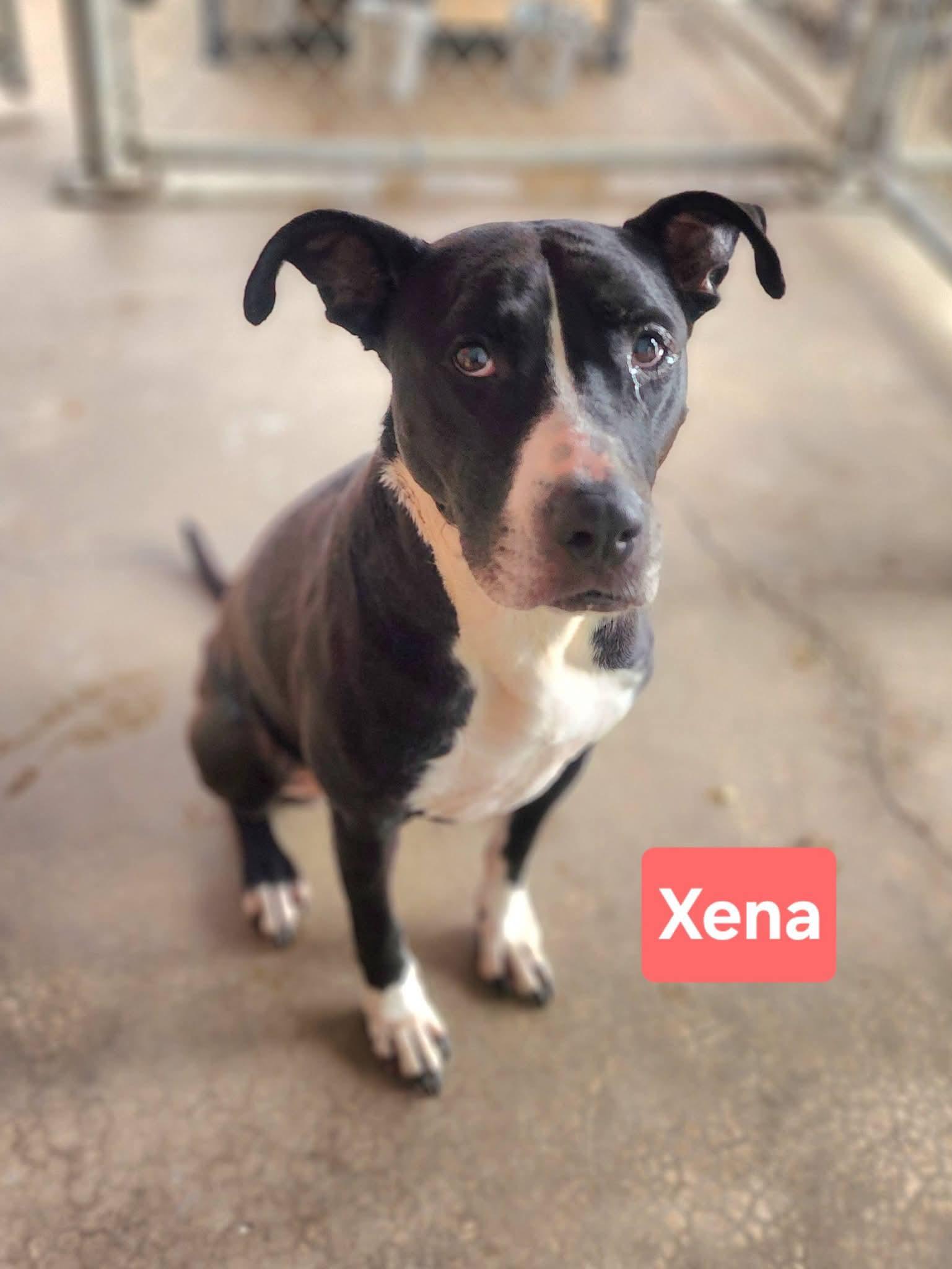 Xena, adopted, Adult Female Black Labrador Retriever & Terrier.