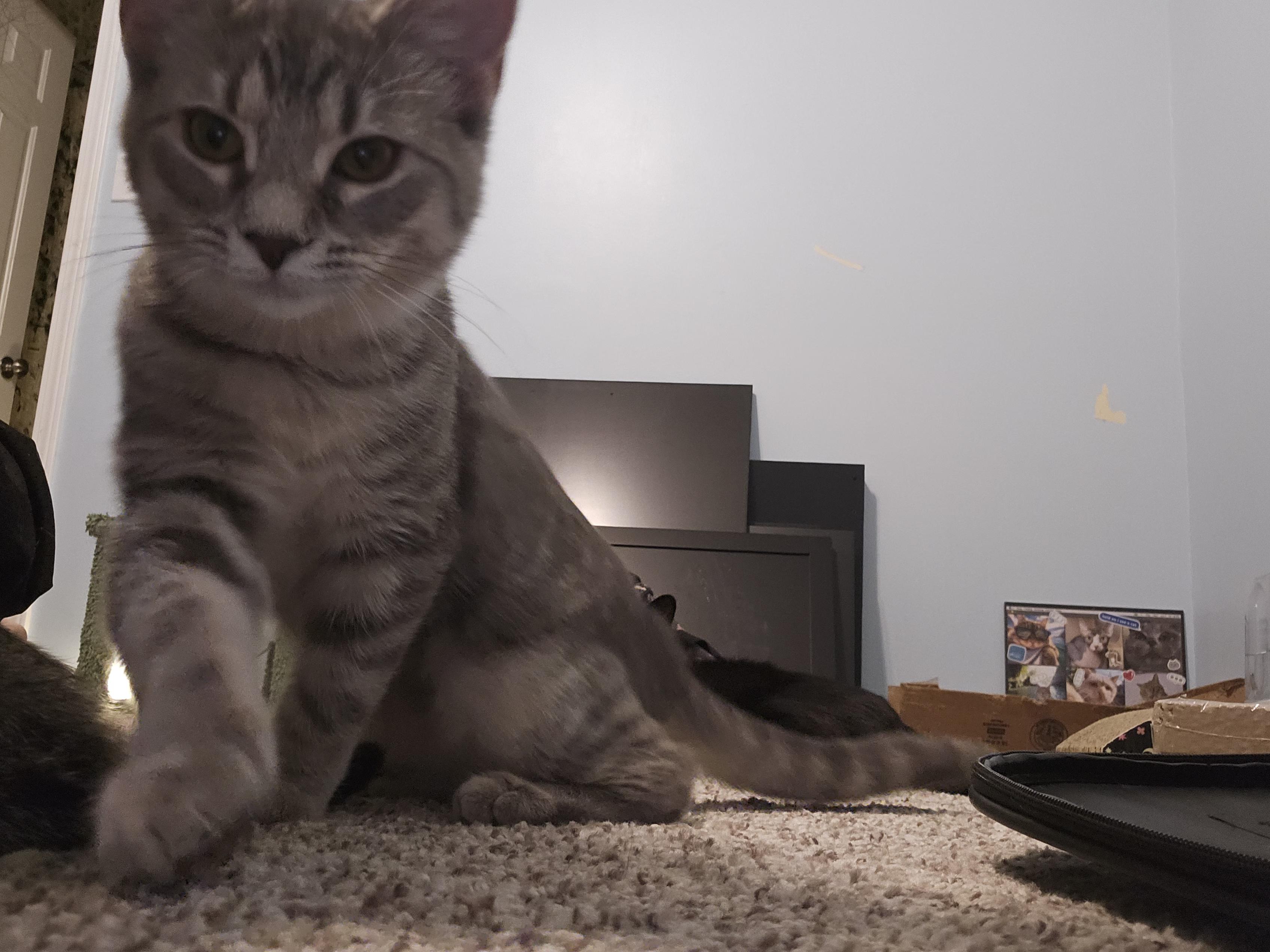 Enlarge Shirley, a Adopted Domestic Short Hair in Columbus, OH image 6/6