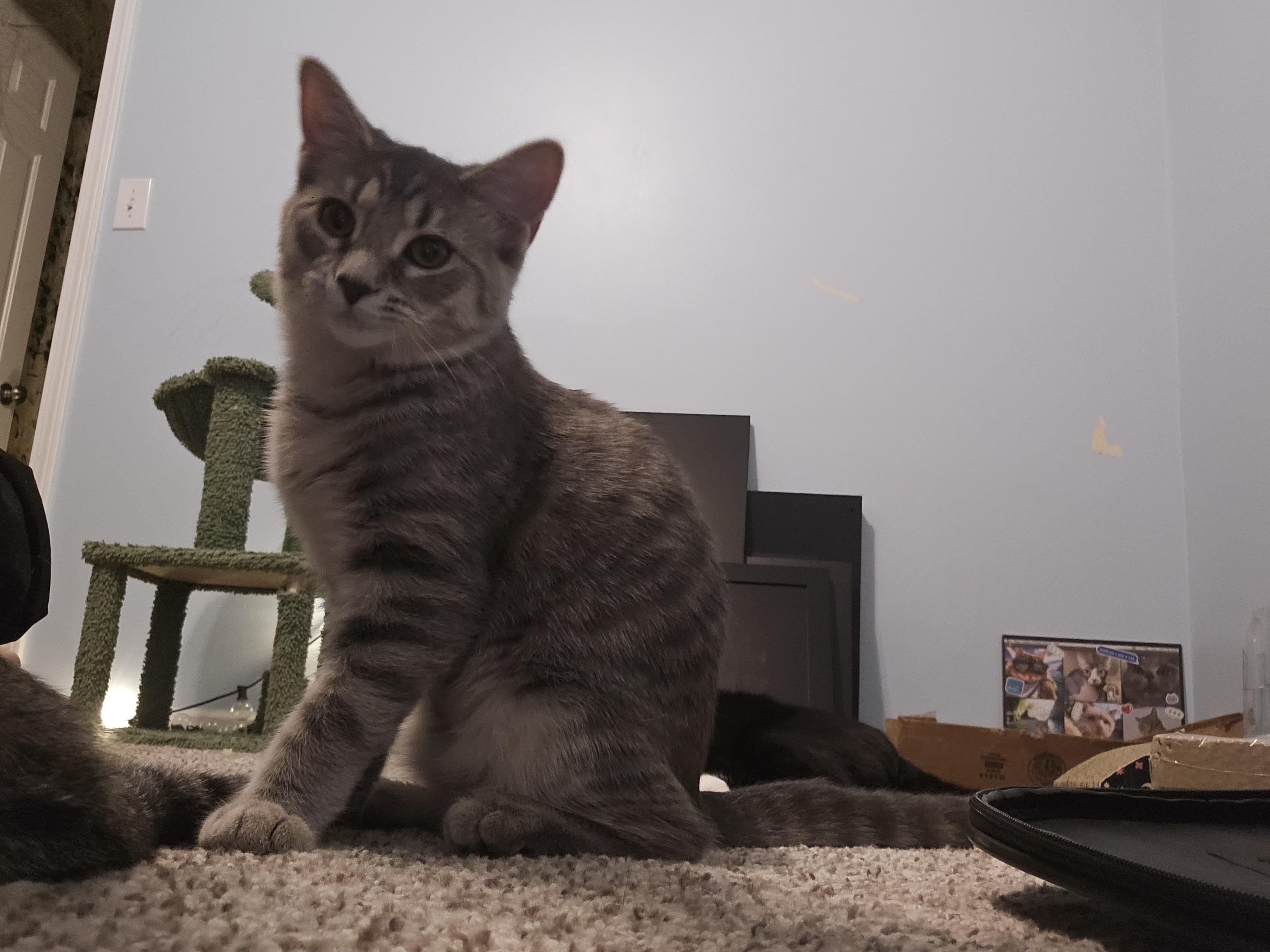 Enlarge Shirley, a Adopted Domestic Short Hair in Columbus, OH image 3/6
