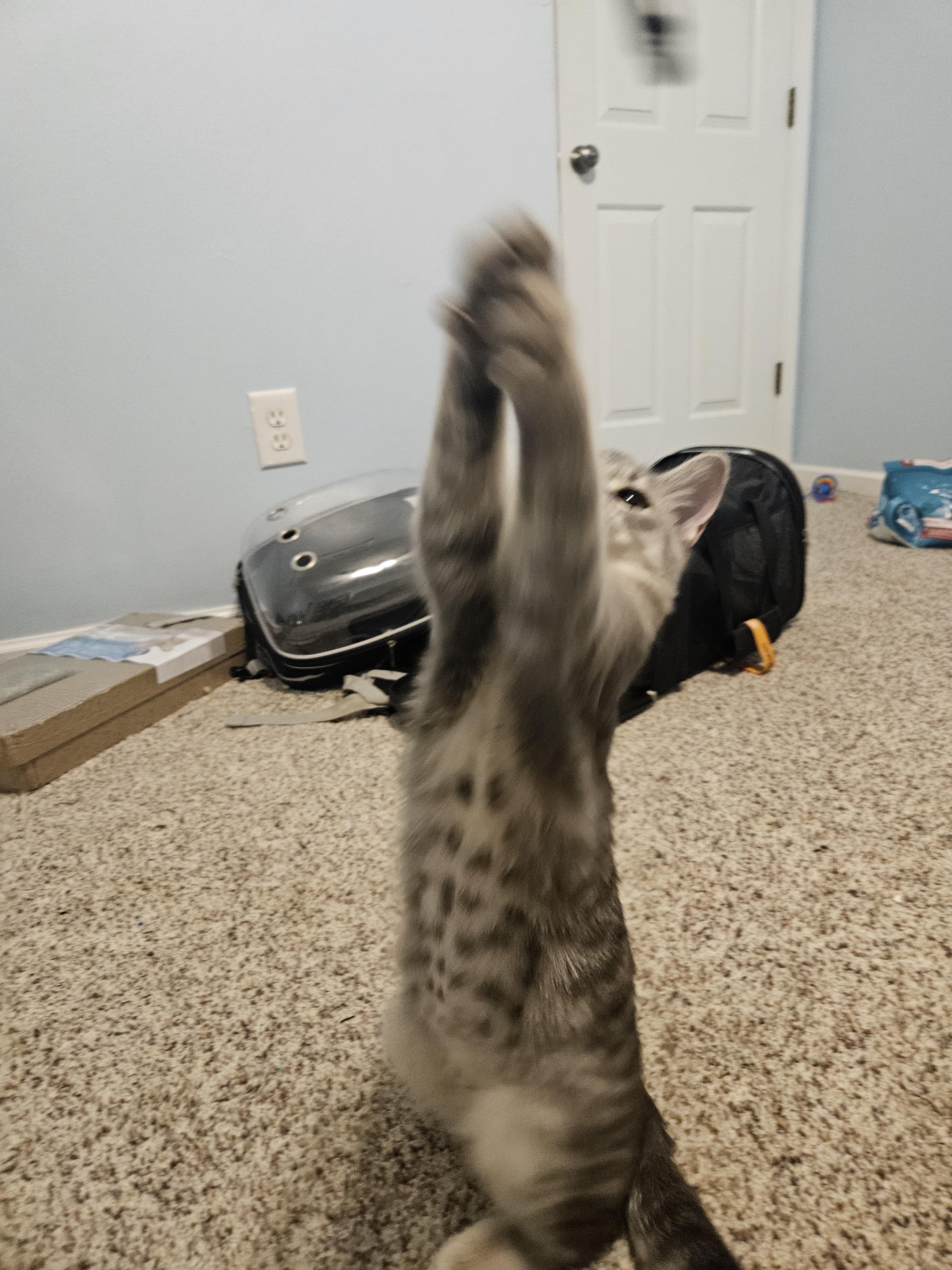 Enlarge Shirley, a Adopted Domestic Short Hair in Columbus, OH image 4/6
