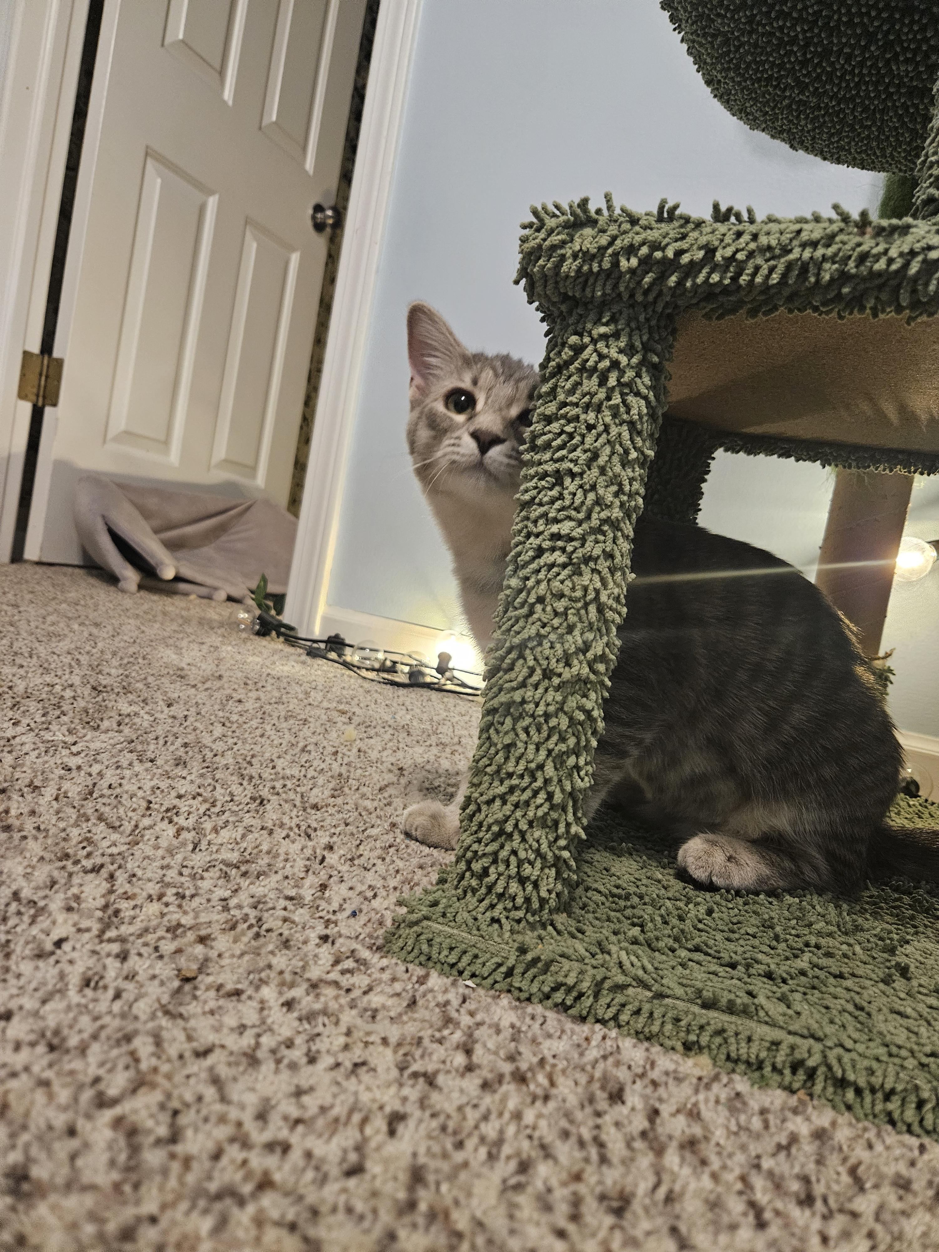 Enlarge Shirley, a Adopted Domestic Short Hair in Columbus, OH image 5/6