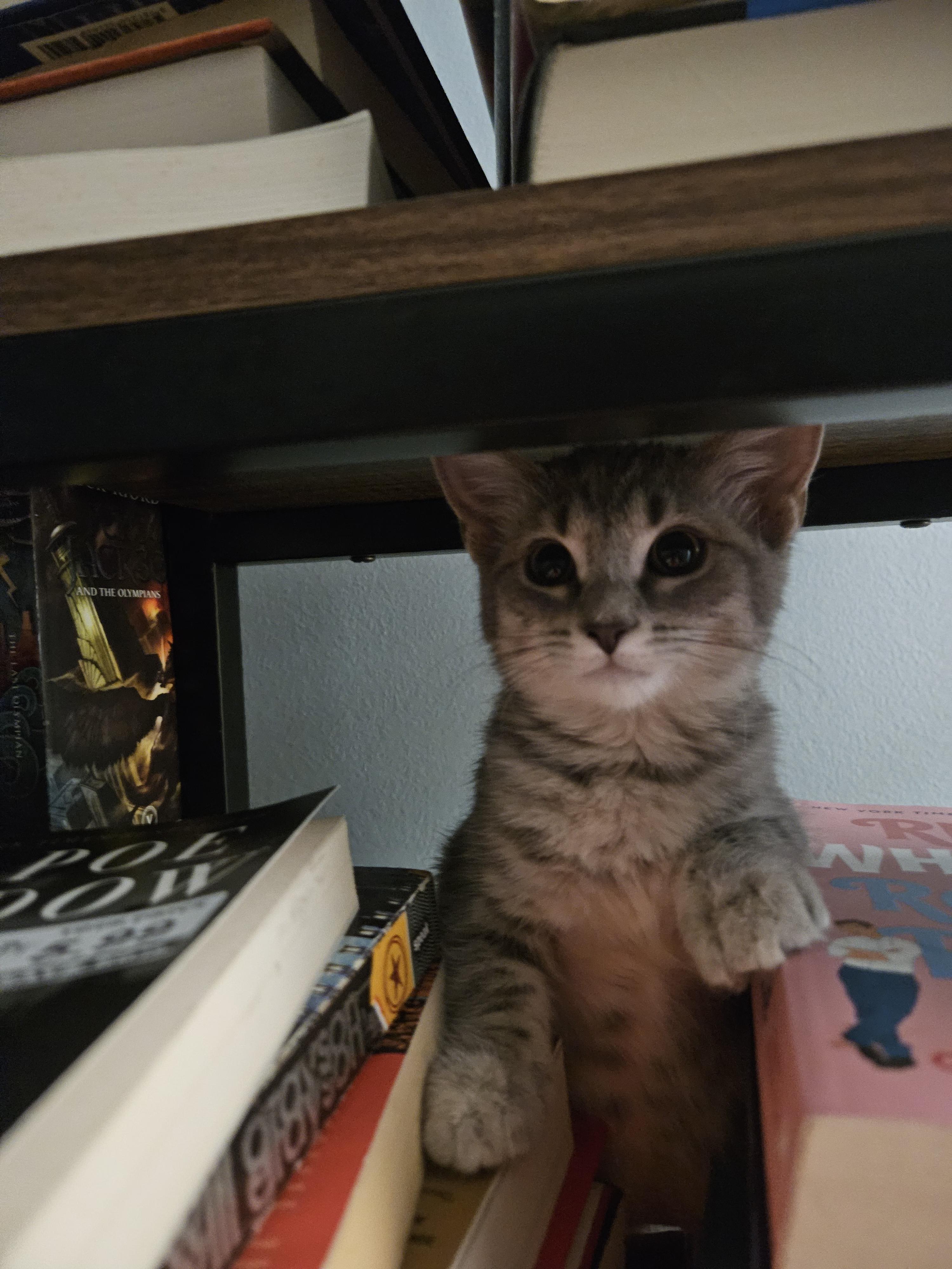 Shirley, Adopted, Kitten Female Domestic Short Hair.