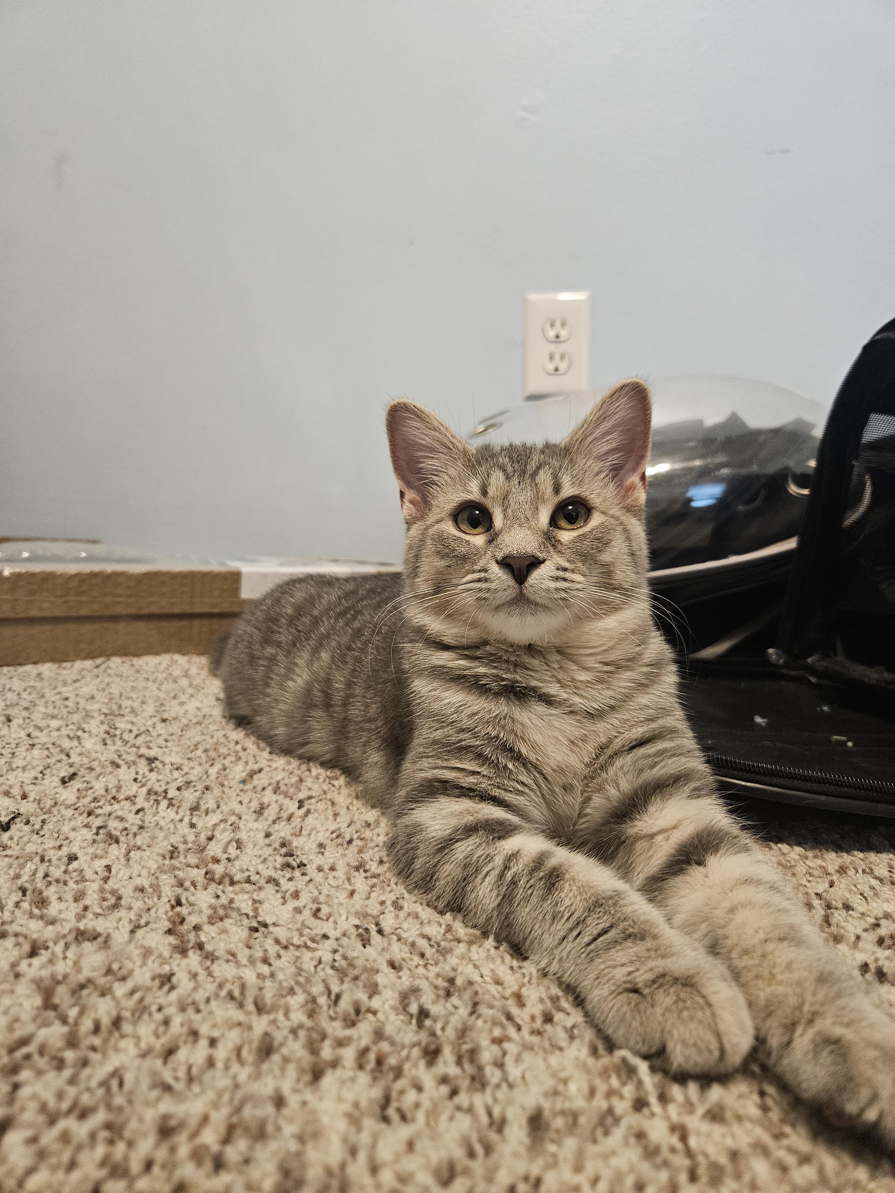 Enlarge Shirley, a Adopted Domestic Short Hair in Columbus, OH image 2/6