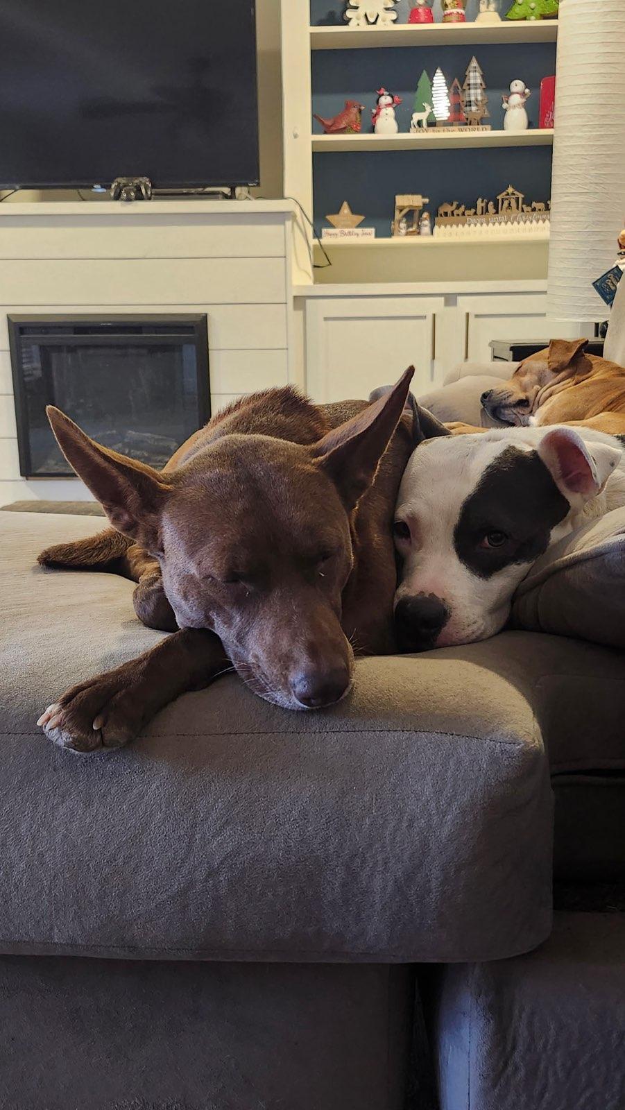 Enlarge Scout, a Adoptable Australian Kelpie in Wakefield, RI image 1/3