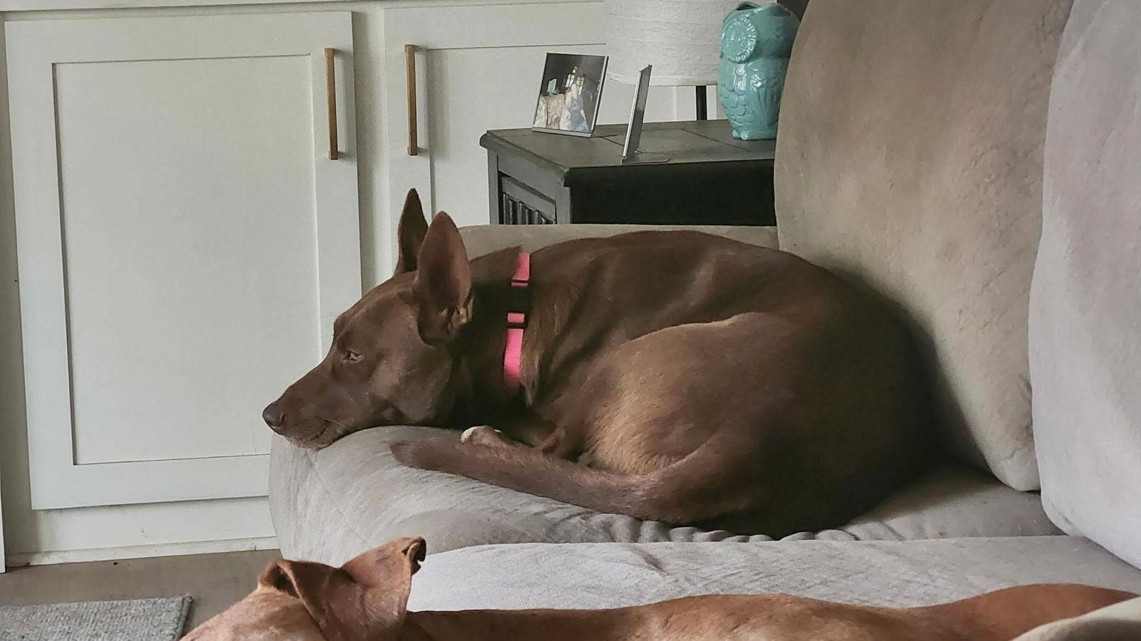 Enlarge Scout, a Adoptable Australian Kelpie in Wakefield, RI image 3/3