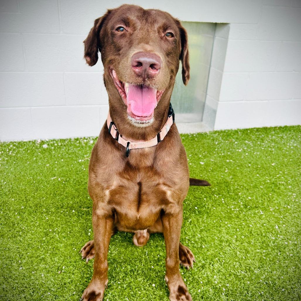 Enlarge Arcus, a Adoptable mixed breed in Englewood, FL image 1/6