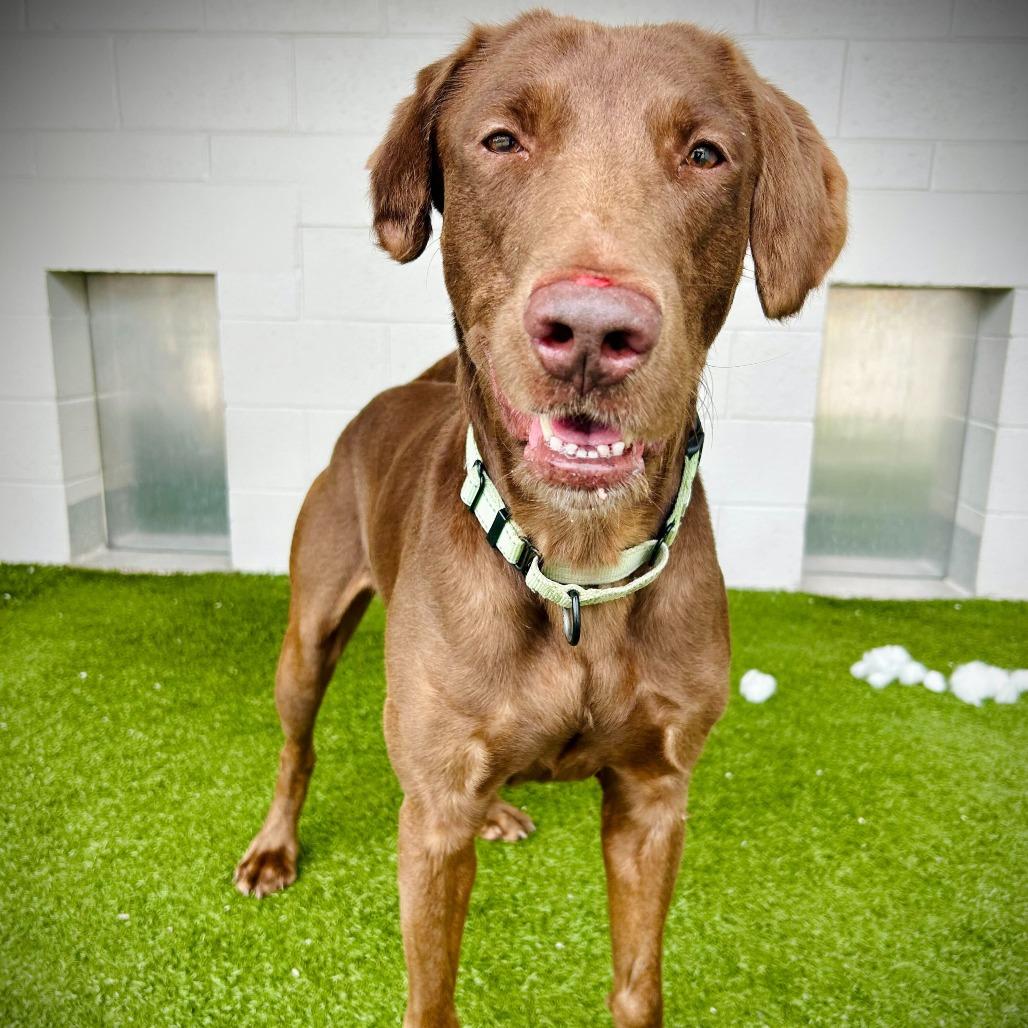 Enlarge Arcus, a Adoptable mixed breed in Englewood, FL image 2/6