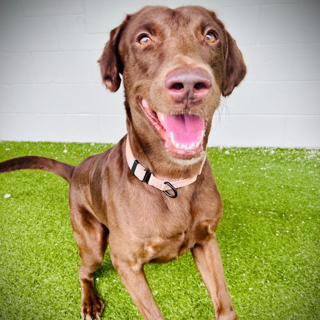 Enlarge Arcus, a Adoptable mixed breed in Englewood, FL image 3/6