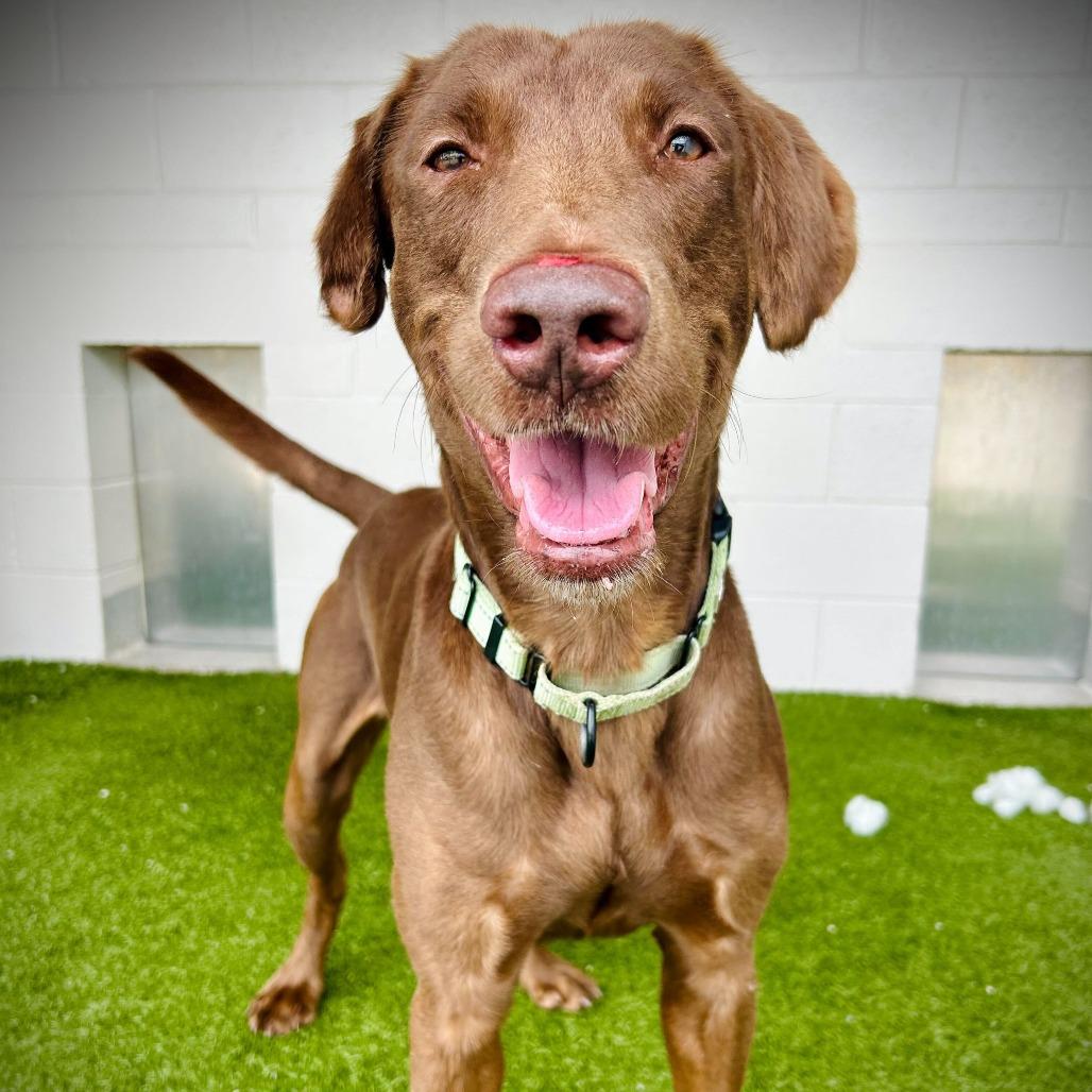 Enlarge Arcus, a Adoptable mixed breed in Englewood, FL image 4/6