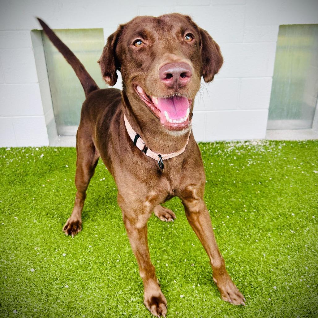 Enlarge Arcus, a Adoptable mixed breed in Englewood, FL image 5/6