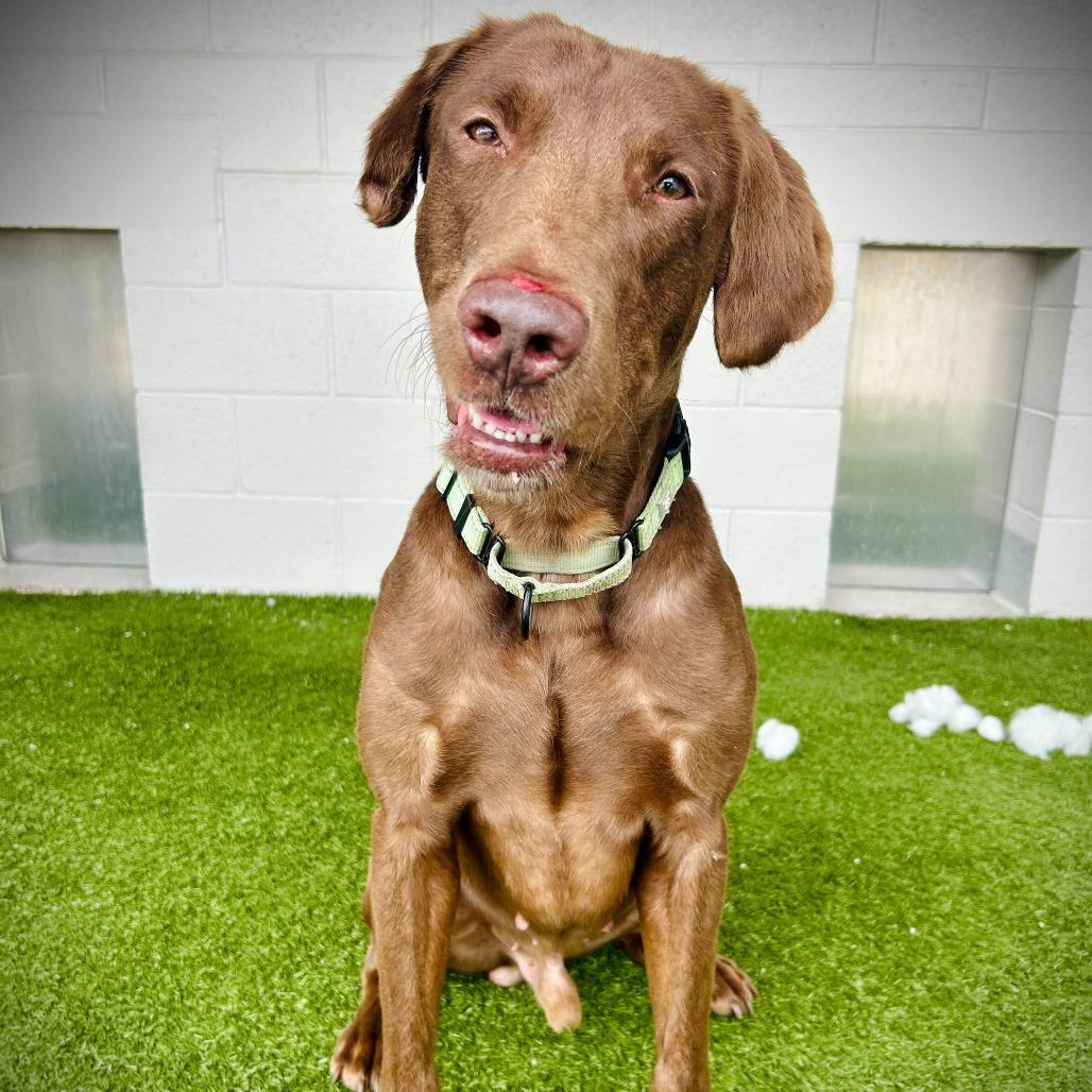 Enlarge Arcus, a Adoptable mixed breed in Englewood, FL image 6/6