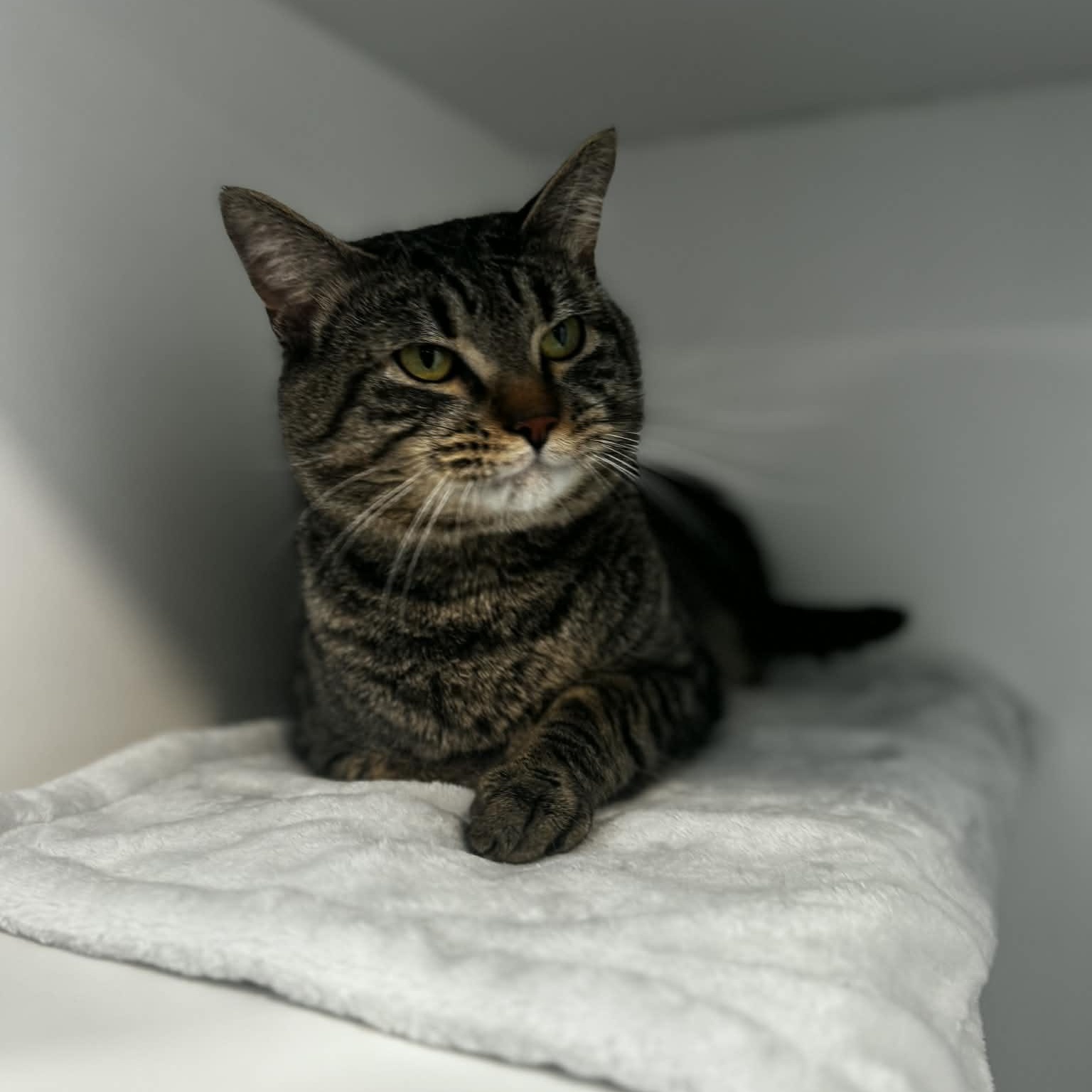 Leo, ADOPTABLE, Young Male American Shorthair.