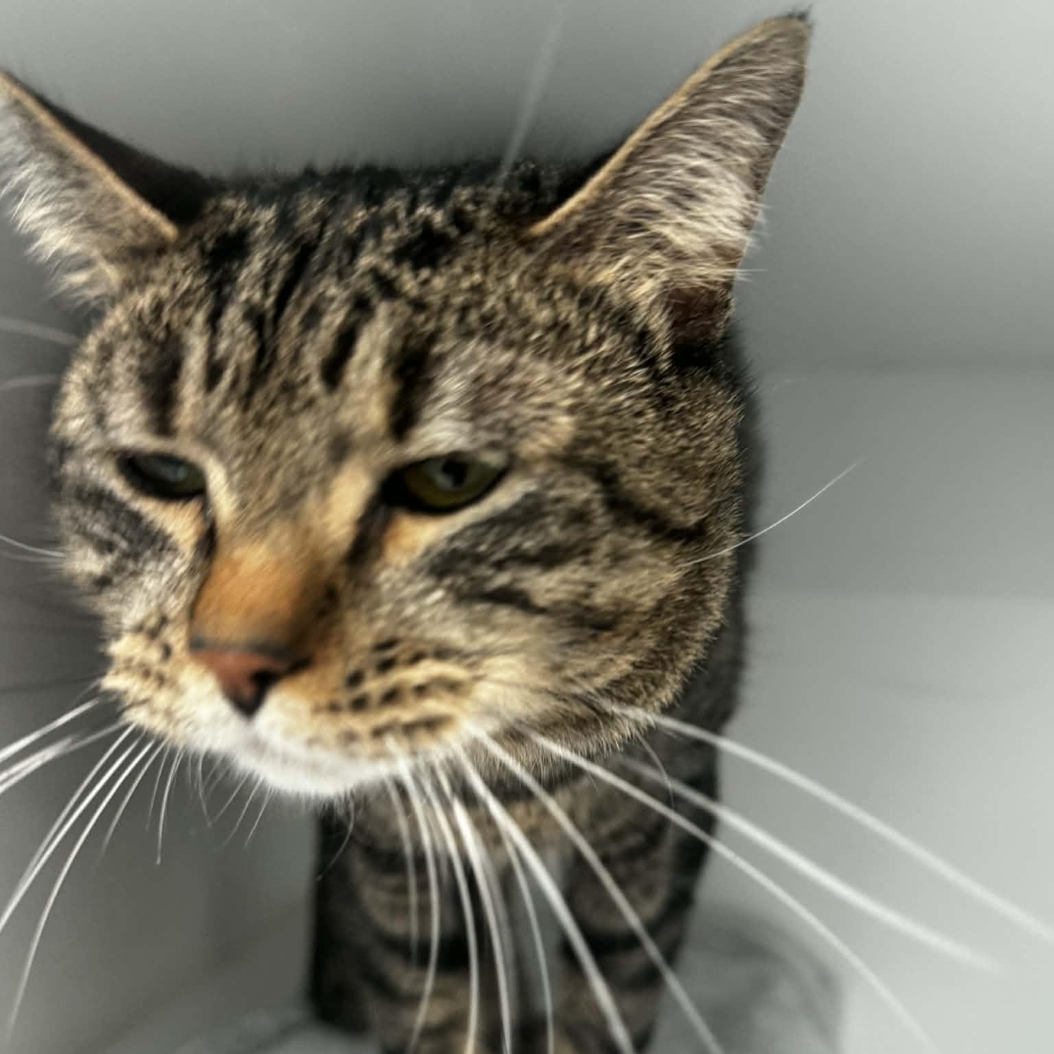Enlarge Leo, a ADOPTABLE American Shorthair in Danbury, CT image 3/3