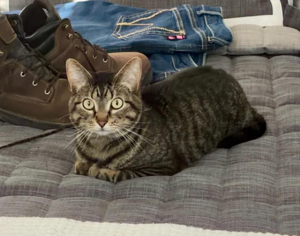 Tiger Lily, Adoptable, Adult Female Domestic Short Hair.
