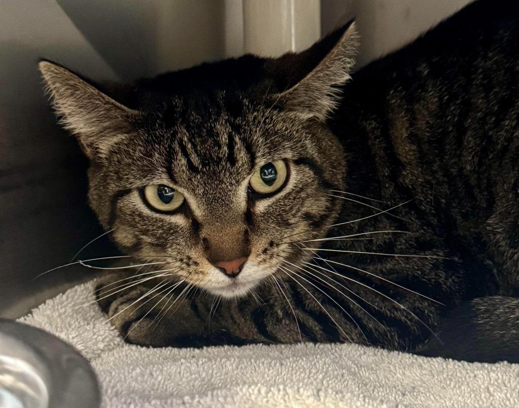 Tiger Lily, Adoptable, Adult Female Domestic Short Hair.