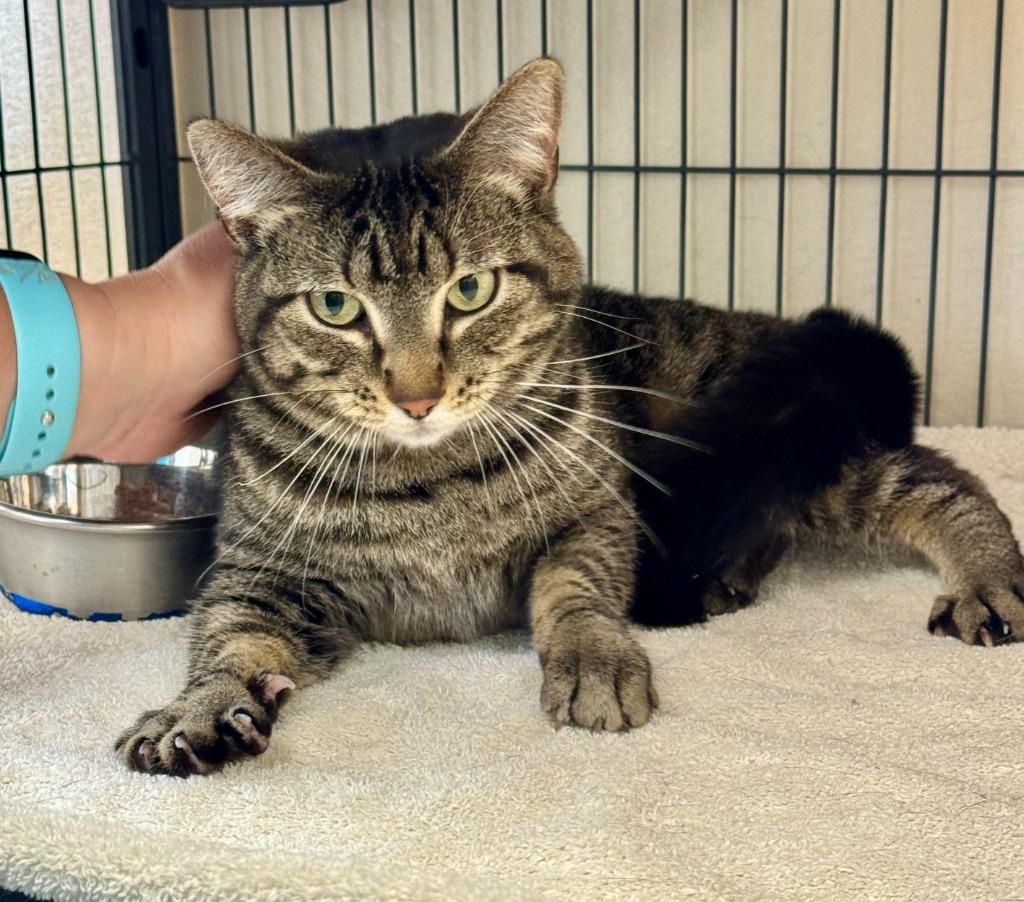 Tiger Lily, a Adoptable mixed breed in Gillette, WY image 2/2