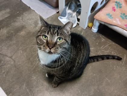 Enlarge Harry, a Adoptable mixed breed in Sacramento, CA image 2/5