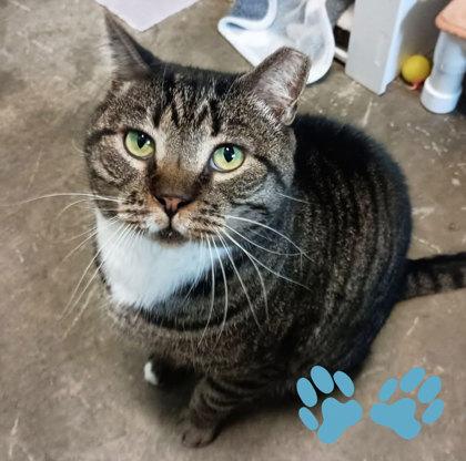 Enlarge Harry, a Adoptable mixed breed in Sacramento, CA image 3/5