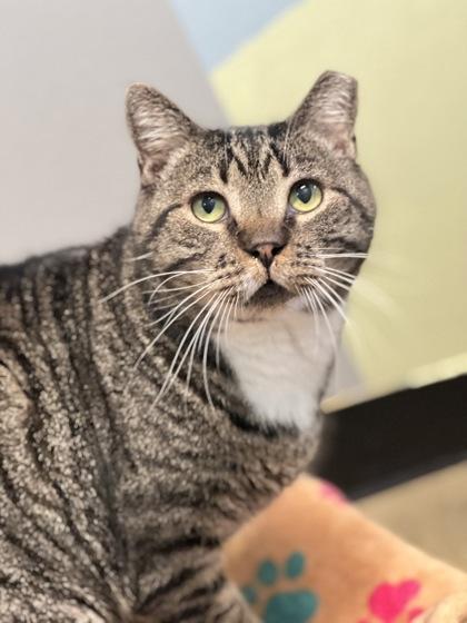 Enlarge Harry, a Adoptable mixed breed in Sacramento, CA image 4/5