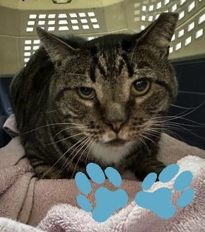 Enlarge Harry, a Adoptable mixed breed in Sacramento, CA image 5/5