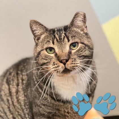 Harry, Adoptable, Senior Male Domestic Short Hair.