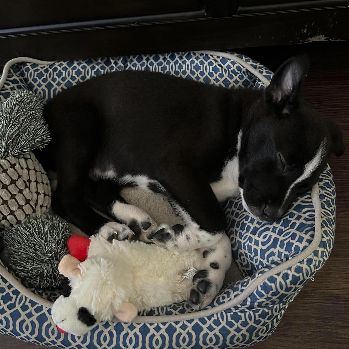 Enlarge Hudson, an adopted mixed breed in Rochester, NY image 5/6
