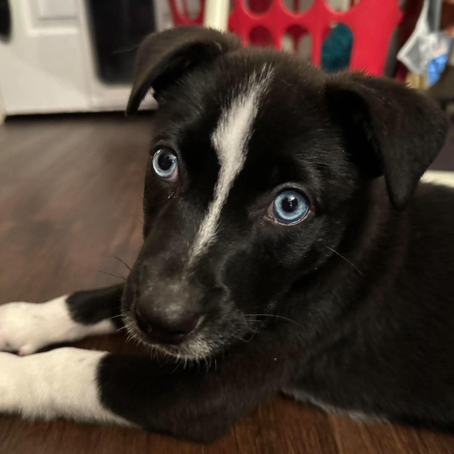 Enlarge Hudson, an adopted mixed breed in Rochester, NY image 4/6