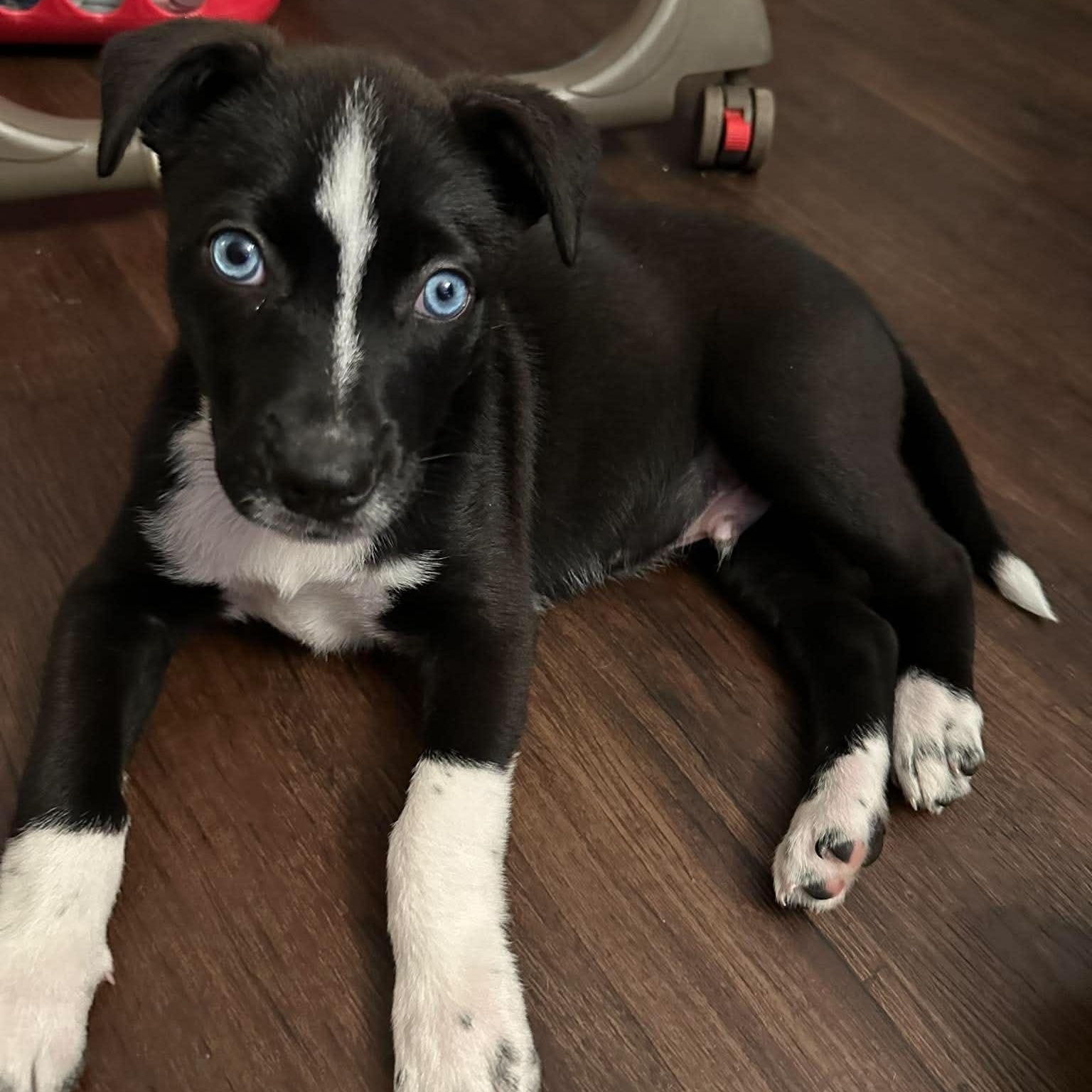 Enlarge Hudson, an adopted mixed breed in Rochester, NY image 1/6