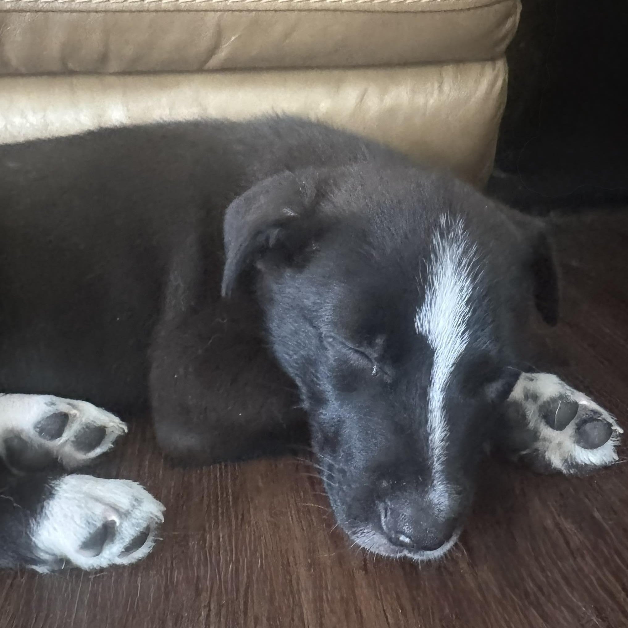Enlarge Hudson, an adopted mixed breed in Rochester, NY image 3/6