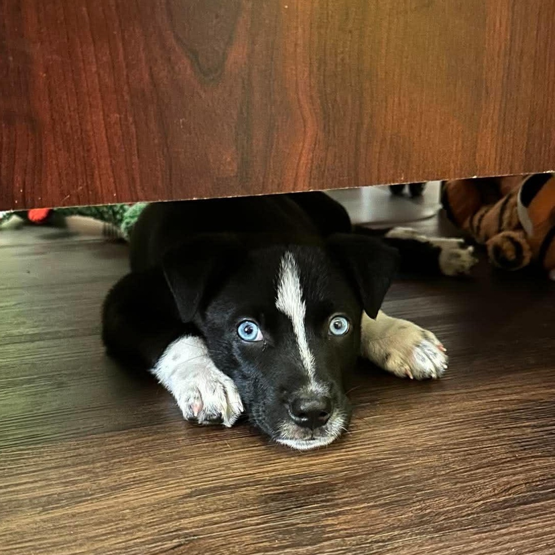 Enlarge Hudson, an adopted mixed breed in Rochester, NY image 2/6
