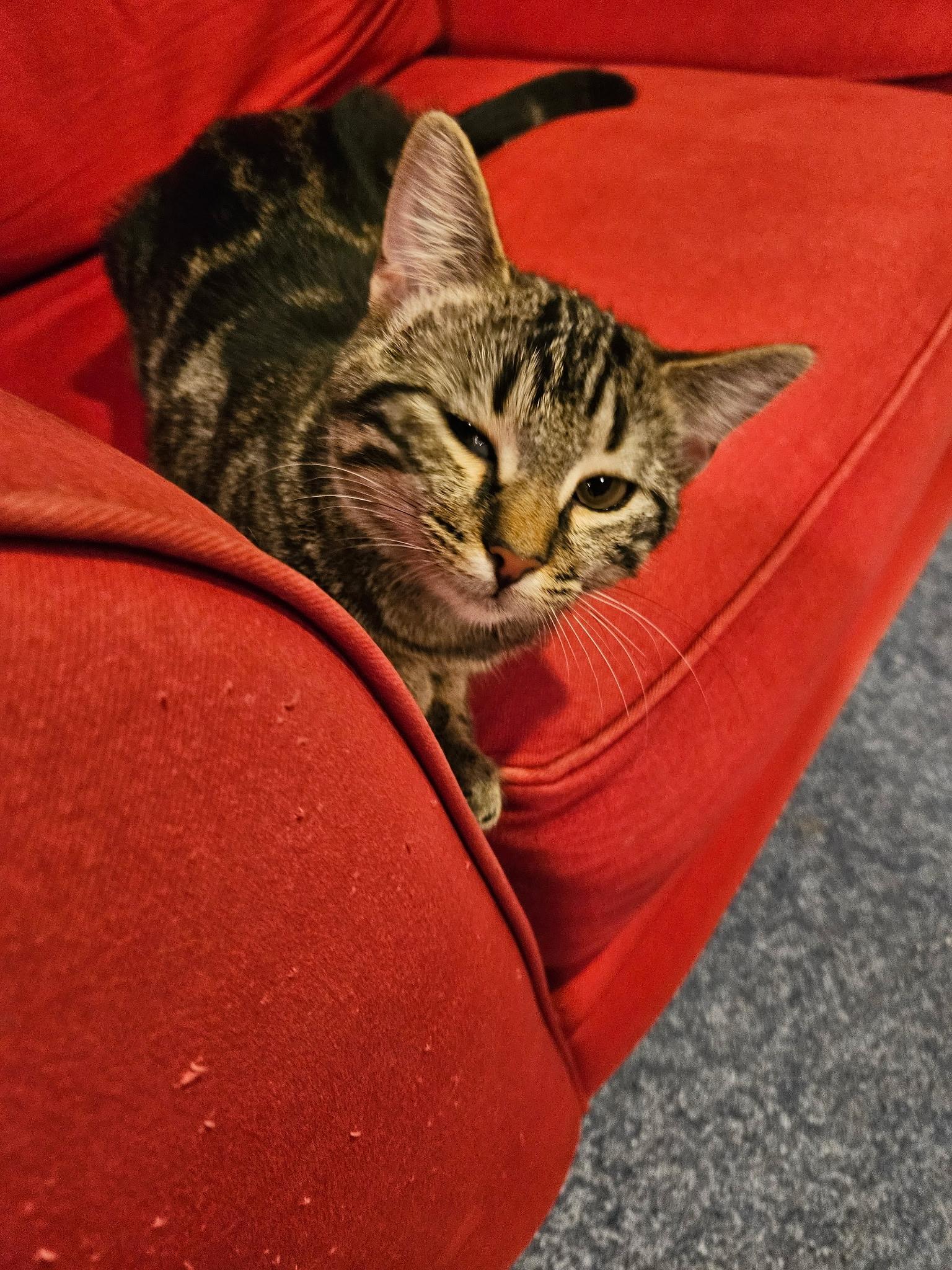 Enlarge Hayley - 6 MONTHS - GENTLE SOUL, BOUNDLESS FRIENDSHIP POTENTIAL!, a Adoptable American Shorthair in Bristow, VA image 2/4