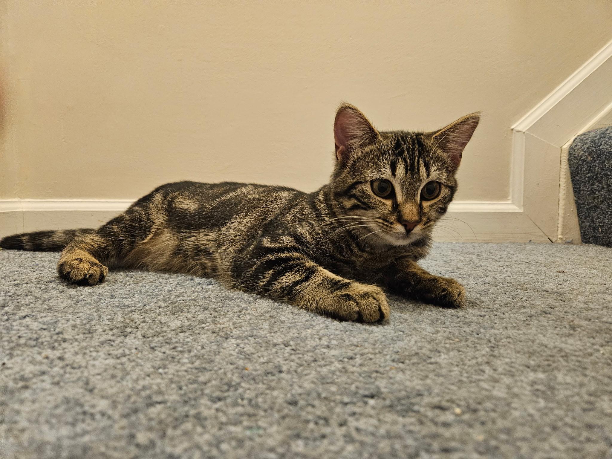 Enlarge Hayley - 6 MONTHS - GENTLE SOUL, BOUNDLESS FRIENDSHIP POTENTIAL!, a Adoptable American Shorthair in Bristow, VA image 3/4