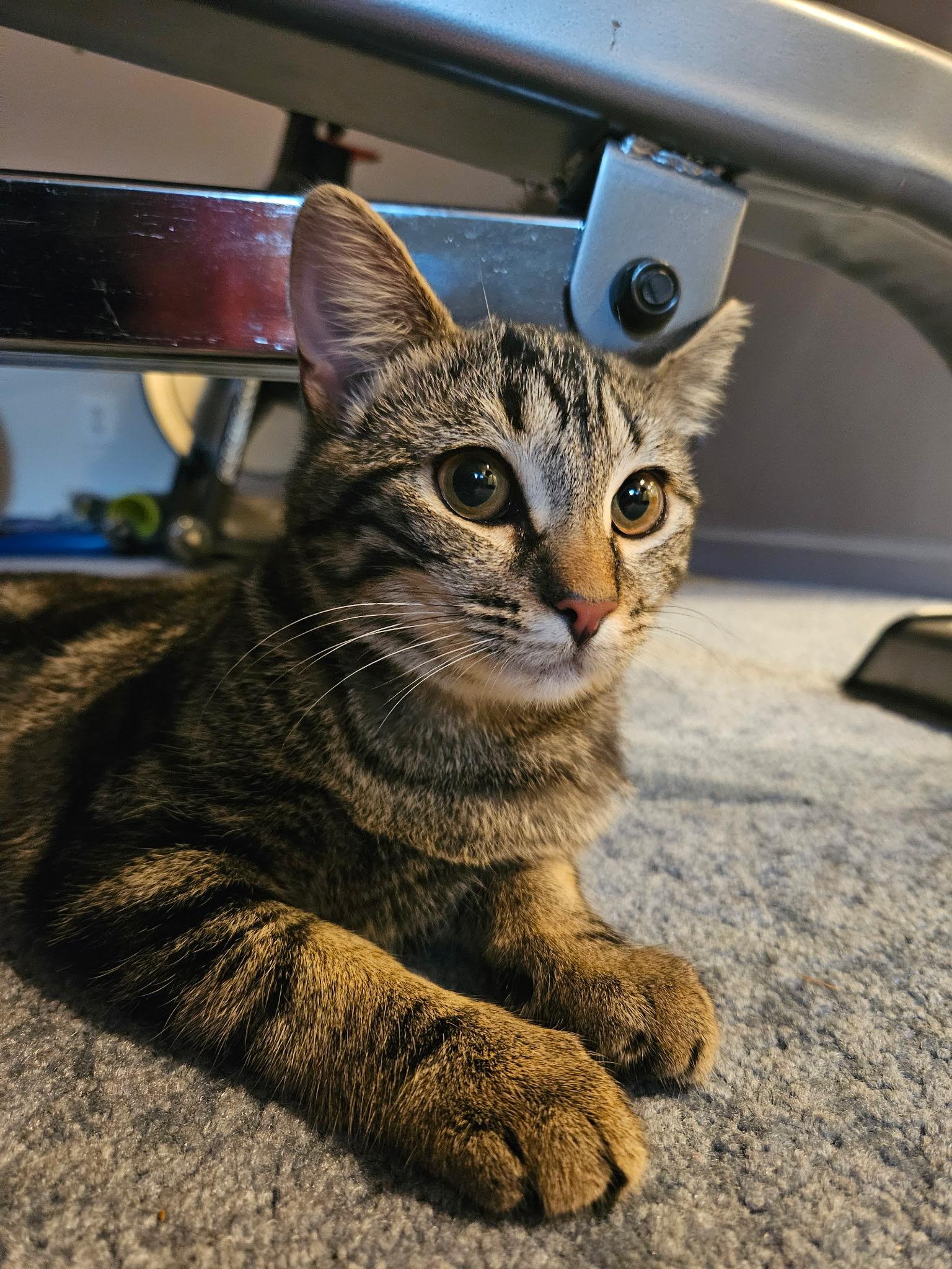Enlarge Hayley - 6 MONTHS - GENTLE SOUL, BOUNDLESS FRIENDSHIP POTENTIAL!, a Adoptable American Shorthair in Bristow, VA image 1/4