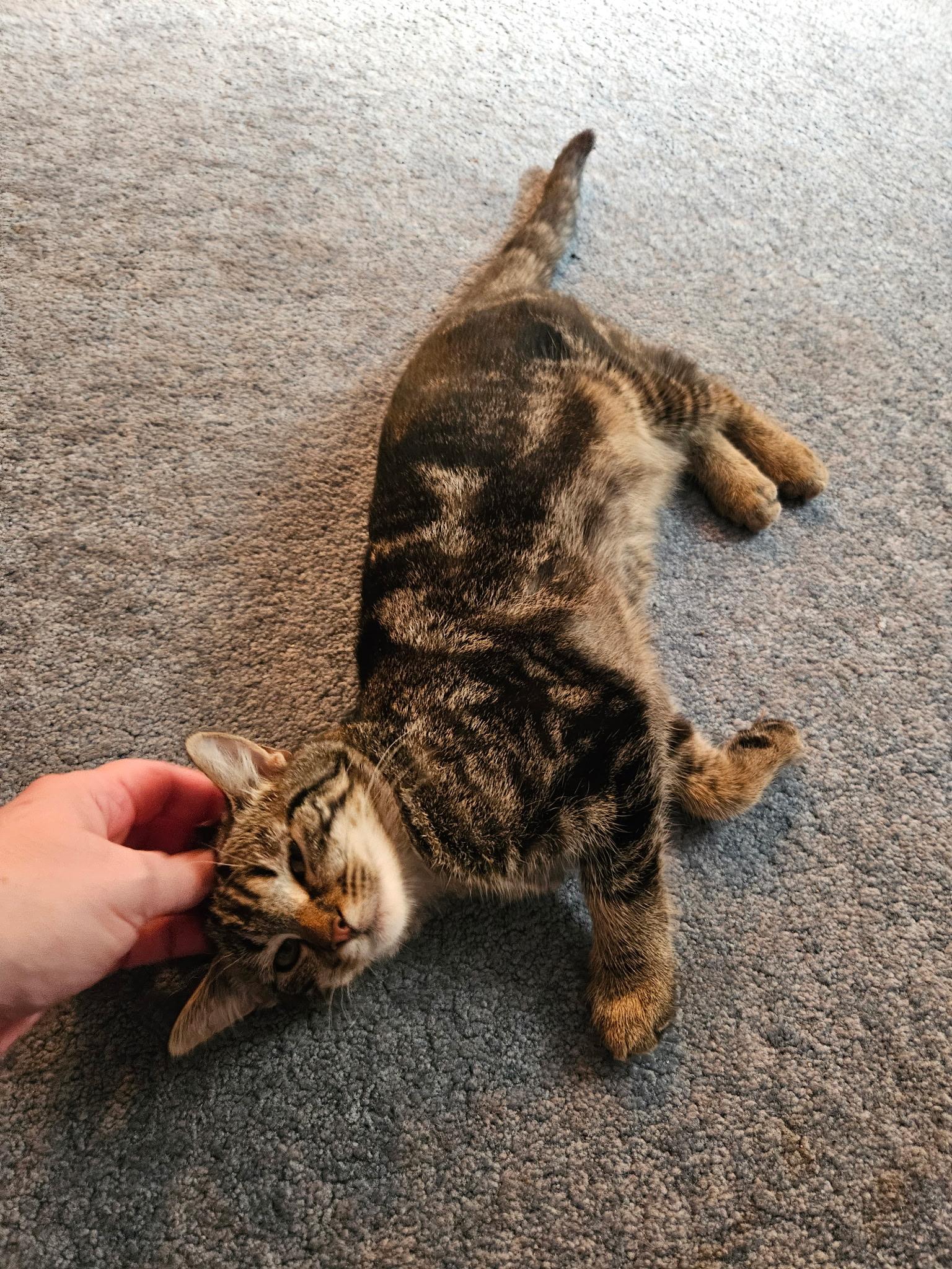 Enlarge Hayley - 6 MONTHS - GENTLE SOUL, BOUNDLESS FRIENDSHIP POTENTIAL!, a Adoptable American Shorthair in Bristow, VA image 4/4