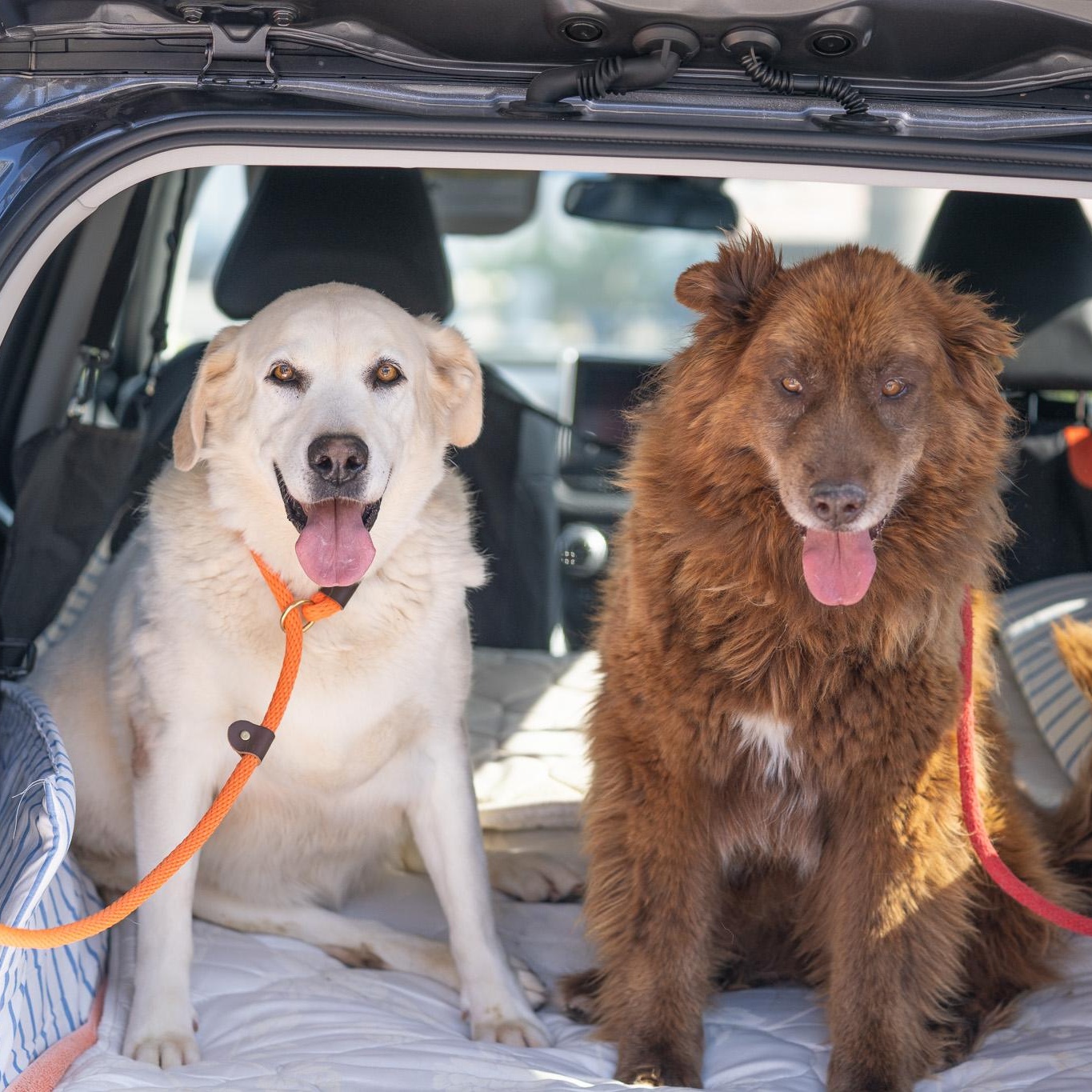 Nikki (Bonded Pair w/ Koda), a Adoptable Yellow Labrador Retriever in Petaluma, CA image 3/4