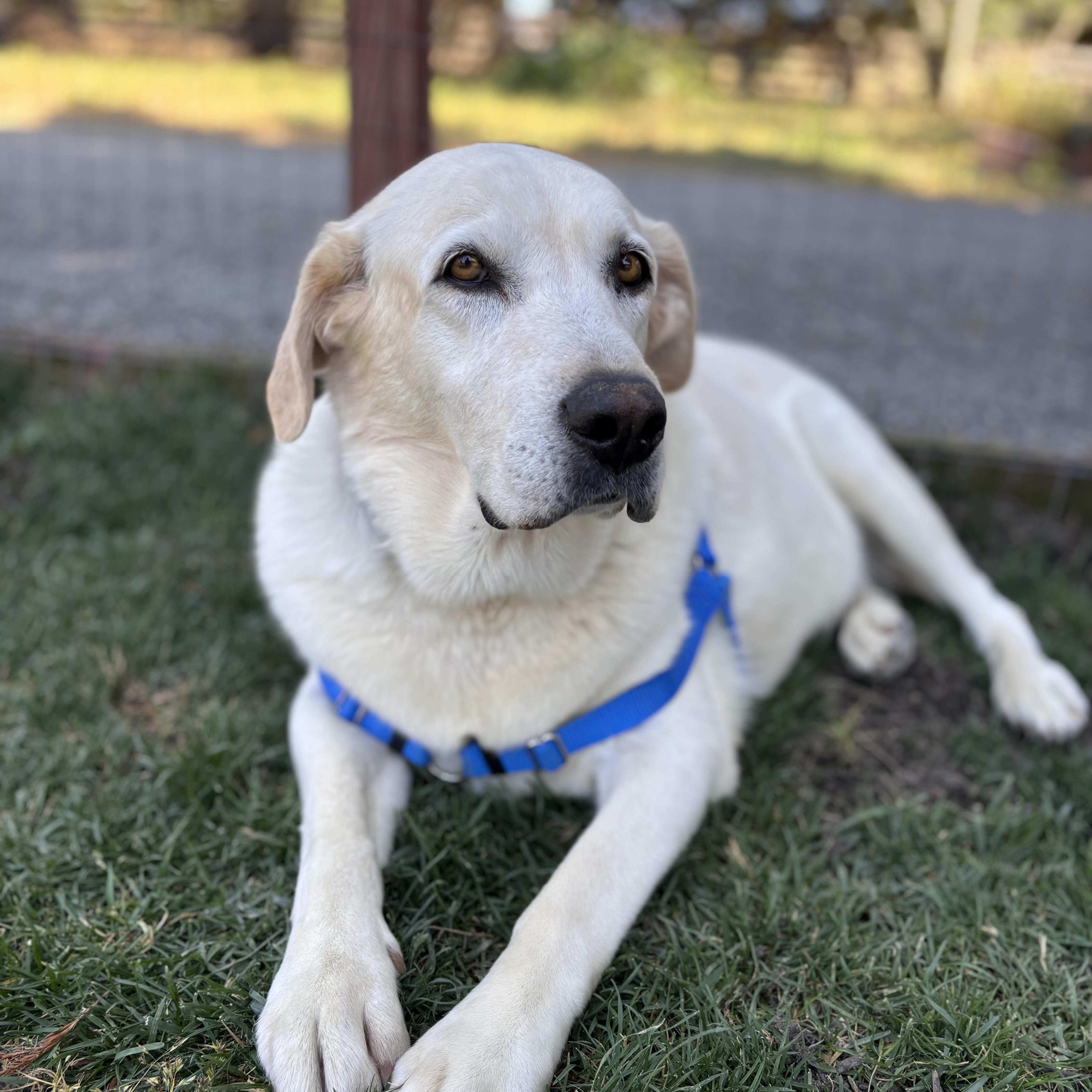 Nikki (Bonded Pair w/ Koda), Adoptable, Senior Female Yellow Labrador Retriever.