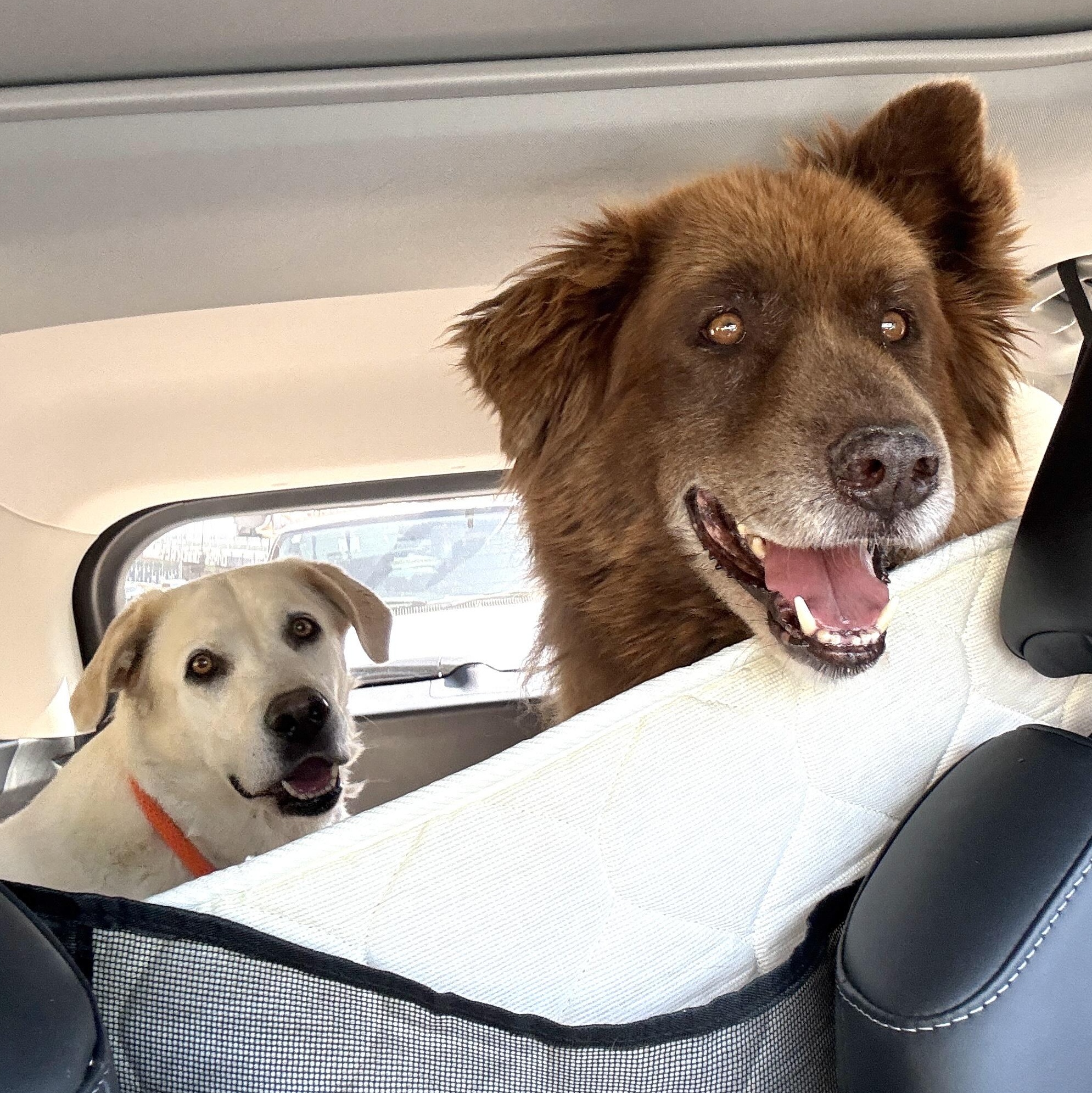 Nikki (Bonded Pair w/ Koda), a Adoptable Yellow Labrador Retriever in Petaluma, CA image 4/4