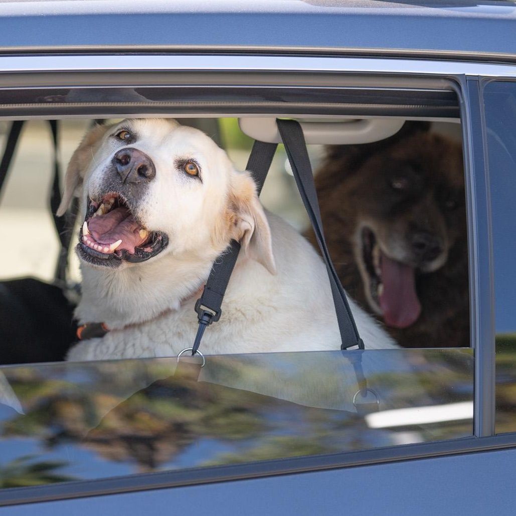 Nikki (Bonded Pair w/ Koda), a Adoptable Yellow Labrador Retriever in Petaluma, CA image 2/4