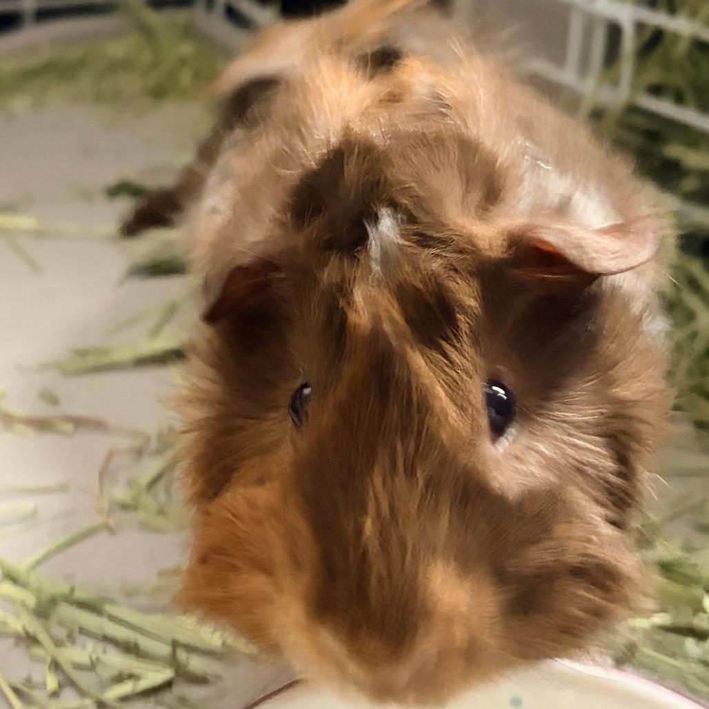 Piggy, Adoptable, Young Male Guinea Pig.