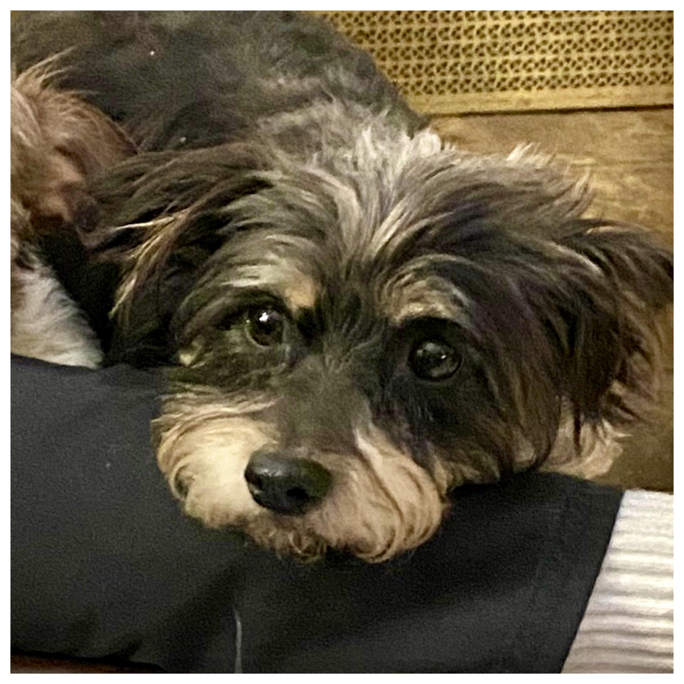 Niaja, a Adoptable mixed breed in Edmond, OK image 2/3