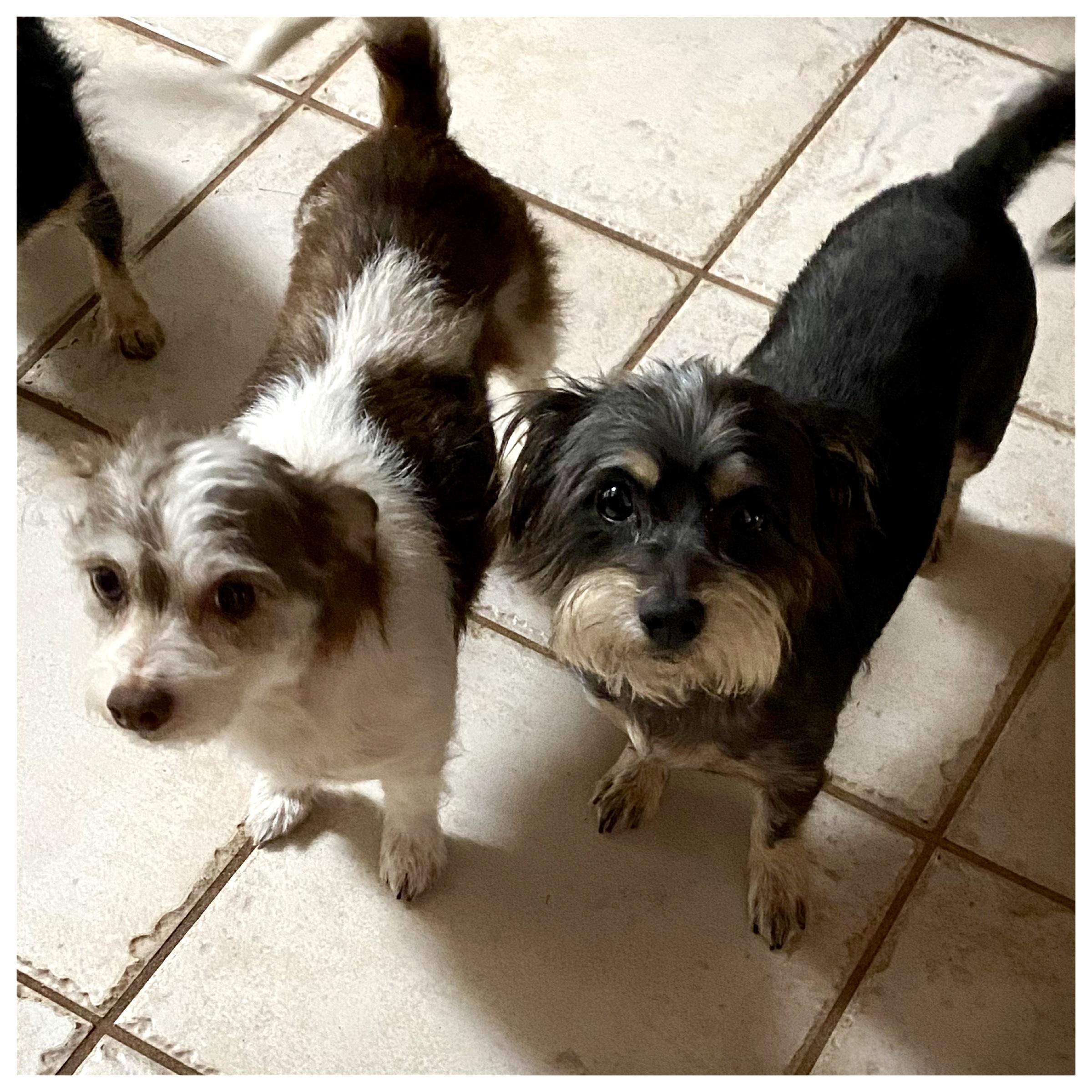 Niaja, a Adoptable mixed breed in Edmond, OK image 3/3